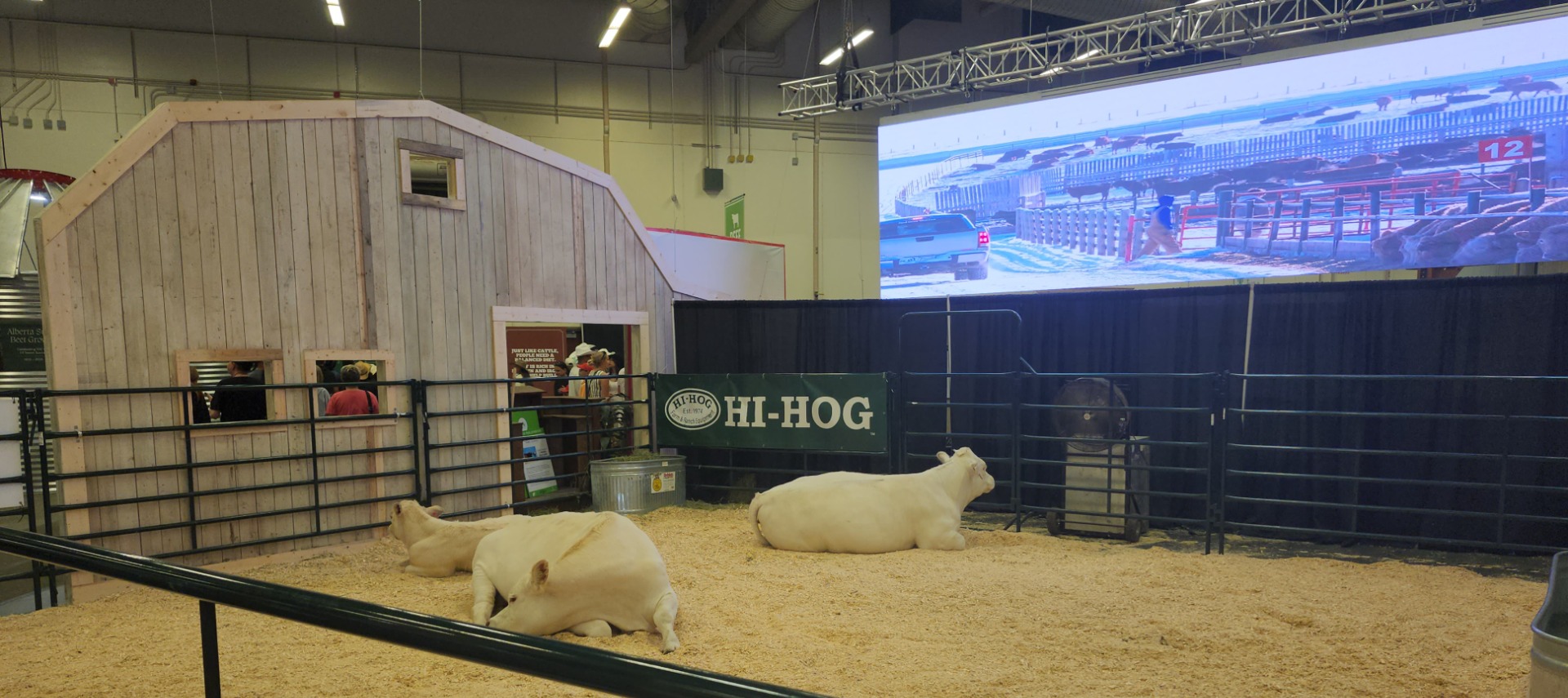 Ment a ventillátor, nem volt melegük. Hátérben a kiállító farmjának videója 