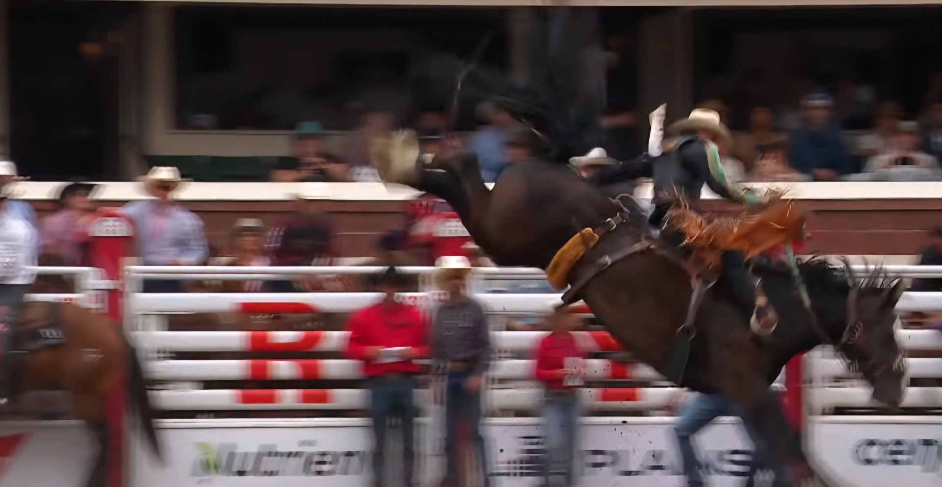 saddle bronc riding, Stampede