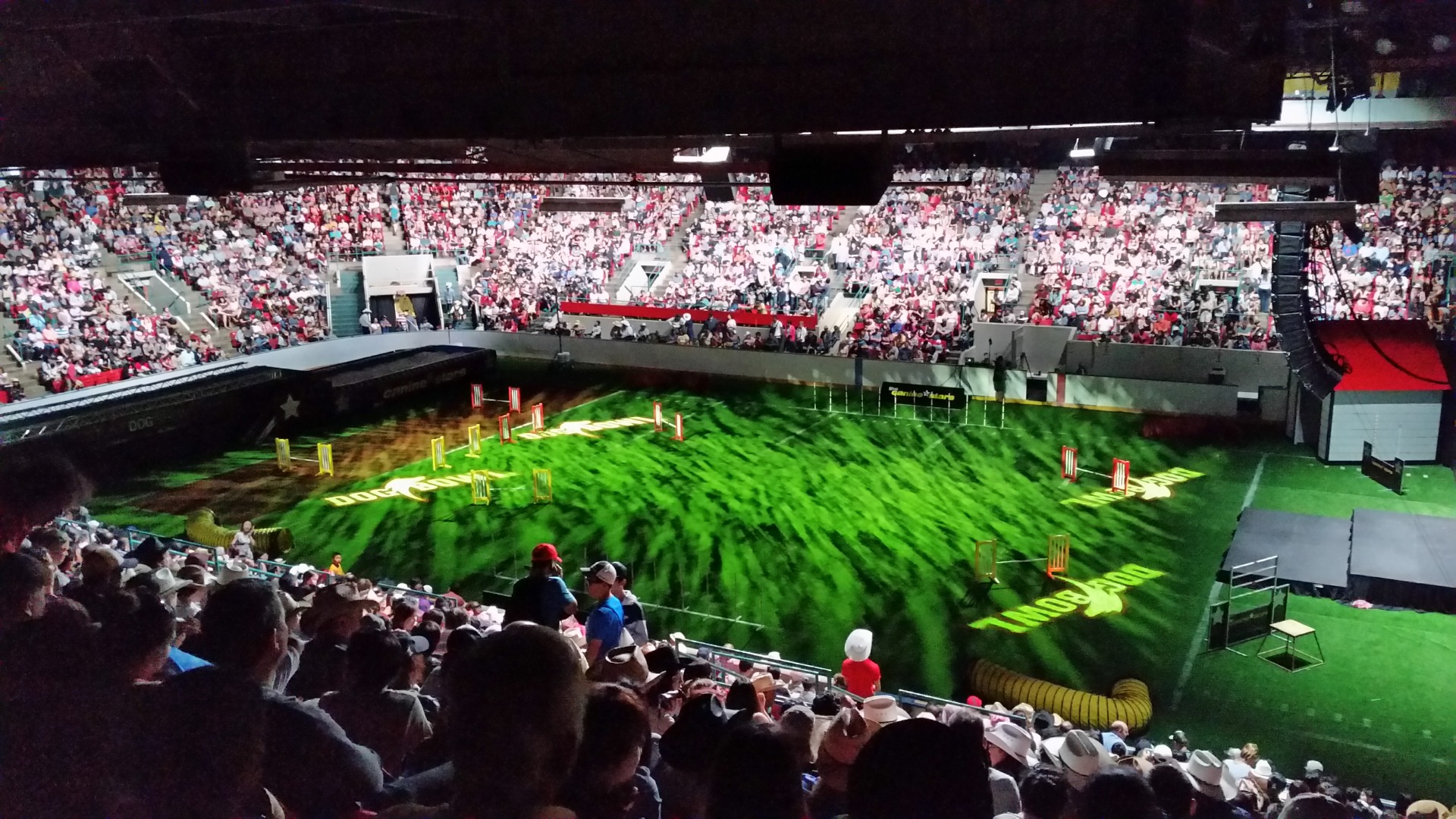 Dog Bowl, kutyás show, Stampede